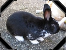 Menni ist leider gestorben